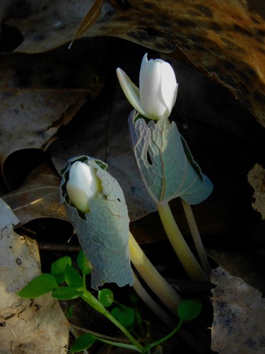 bloodroot