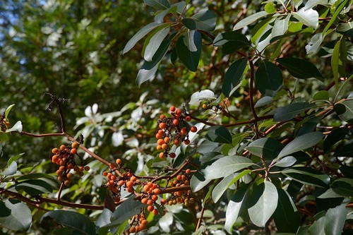 Pacific madrone