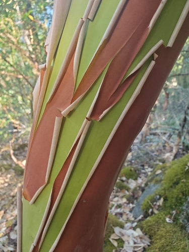 Pacific madrone