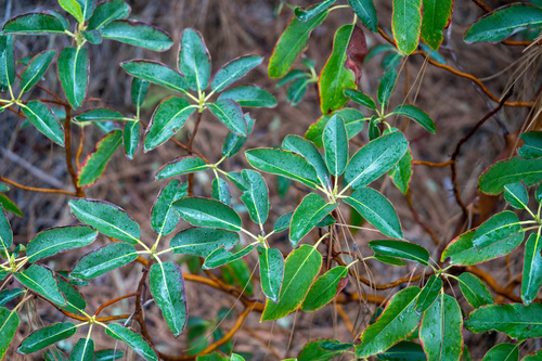 Pacific madrone