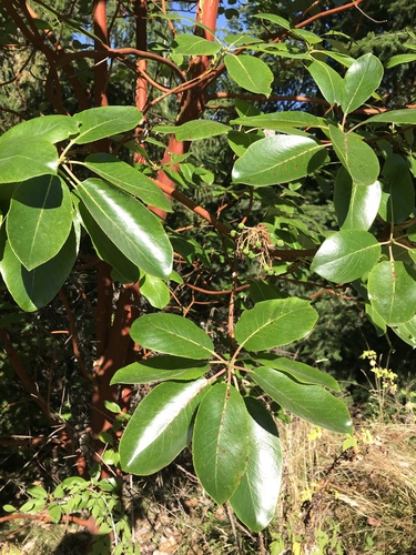 Pacific madrone