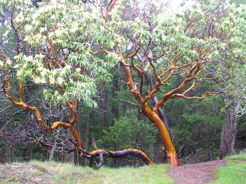 Pacific madrone