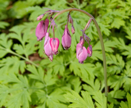 Pacific Bleeding Heart