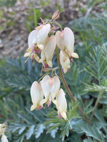 Pacific Bleeding Heart