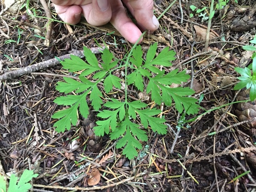 Pacific Bleeding Heart