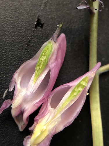 Pacific Bleeding Heart