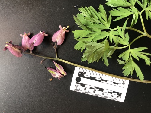 Pacific Bleeding Heart