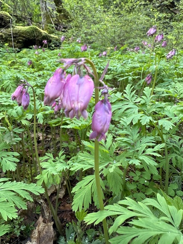 Pacific Bleeding Heart