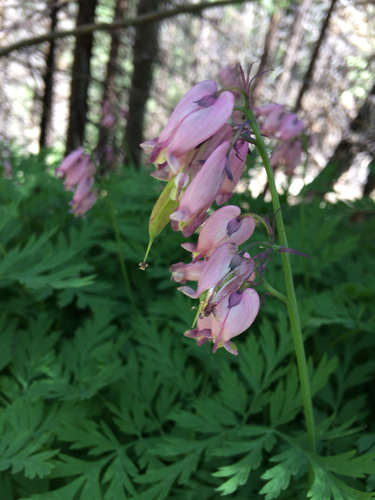 Pacific Bleeding Heart