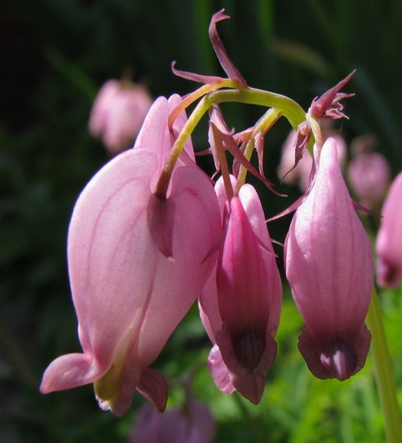 Pacific Bleeding Heart