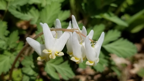 Dutchman's breeches