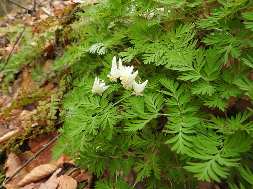 Dutchman's breeches
