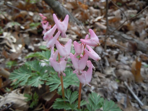 Dutchman's breeches