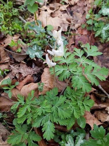 Dutchman's breeches
