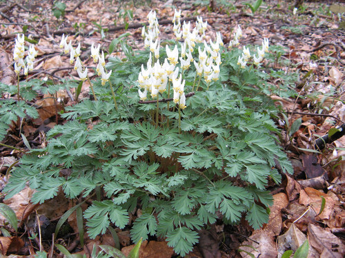 Dutchman's breeches