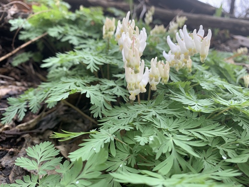 Dutchman's breeches