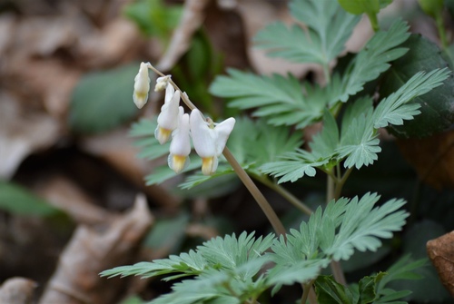 Dutchman's breeches