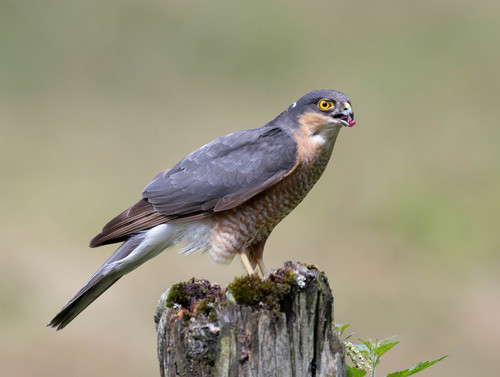 Eurasian Sparrowhawk