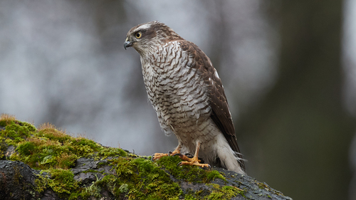 Eurasian Sparrowhawk