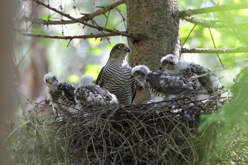 Eurasian Sparrowhawk