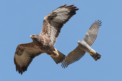 Eurasian Sparrowhawk