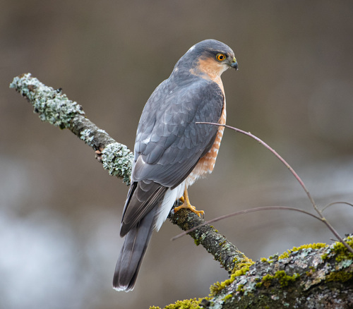 Eurasian Sparrowhawk