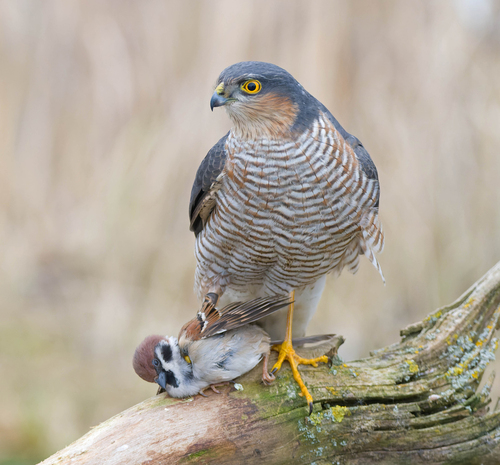 Eurasian Sparrowhawk