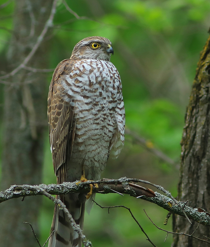 Eurasian Sparrowhawk