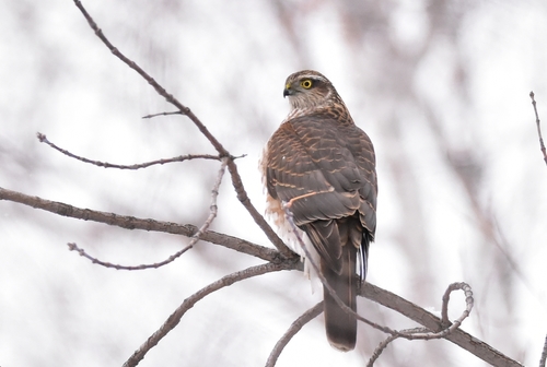 Eurasian Sparrowhawk