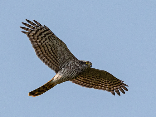 Eurasian Sparrowhawk