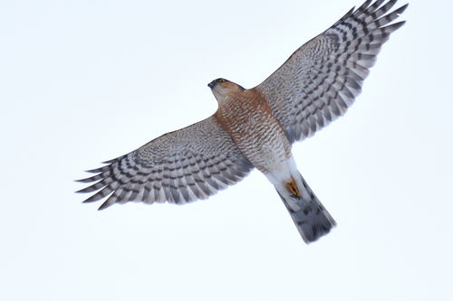 Eurasian Sparrowhawk