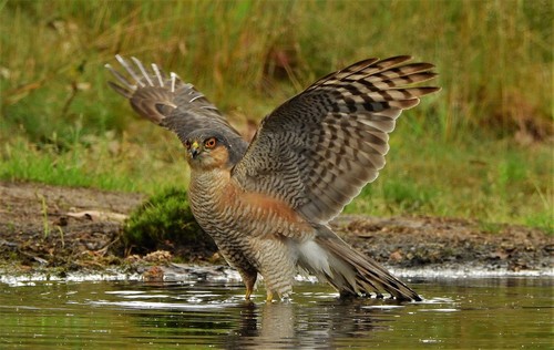 Eurasian Sparrowhawk