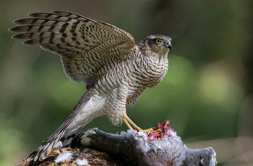 Eurasian Sparrowhawk