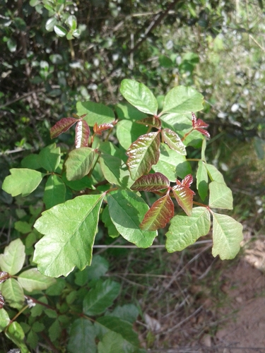 Pacific poison oak