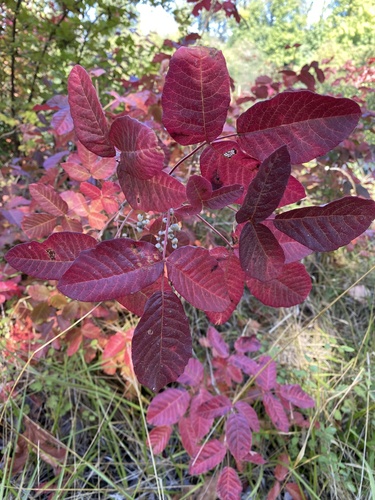 Pacific poison oak