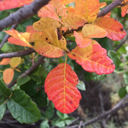 Pacific poison oak