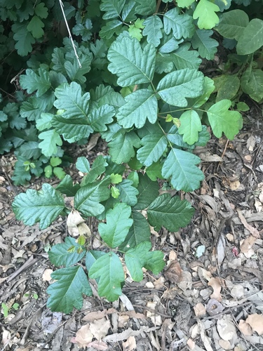 Pacific poison oak