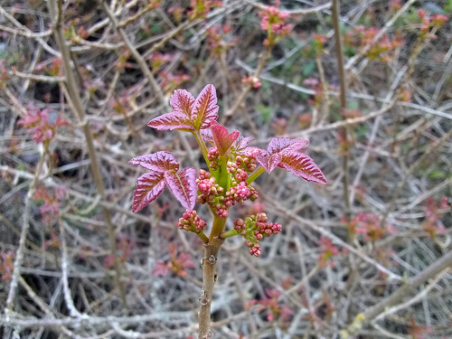 Pacific poison oak