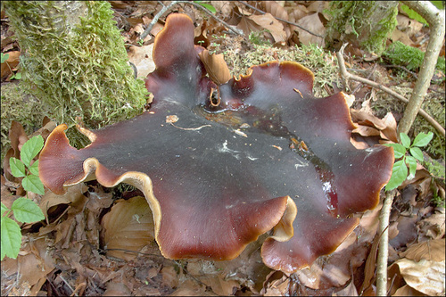 Bay Polypore