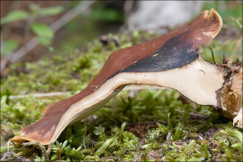 Bay Polypore