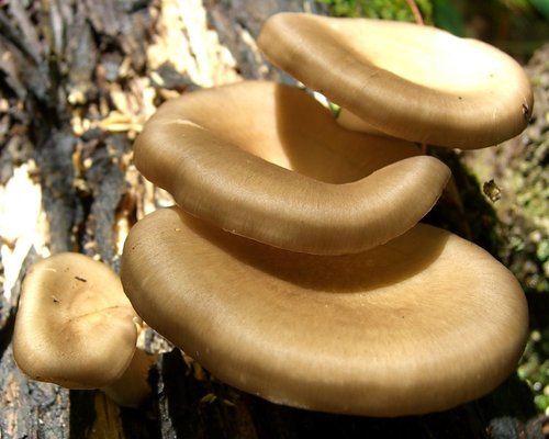 Bay Polypore