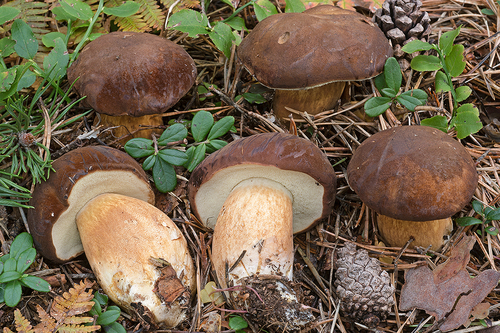 Bay Bolete