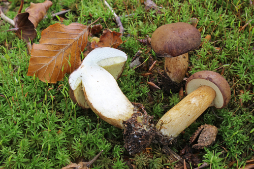Bay Bolete