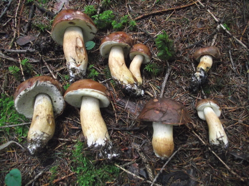 Bay Bolete