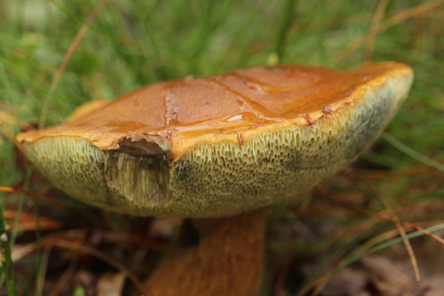 Bay Bolete
