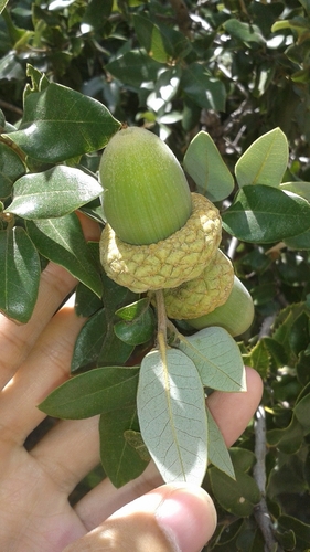 canyon live oak