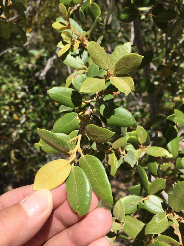canyon live oak