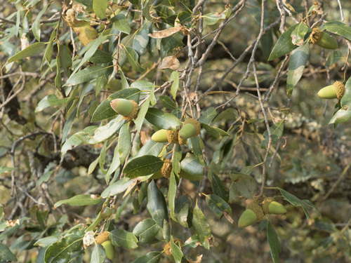 canyon live oak