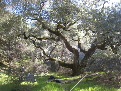 canyon live oak