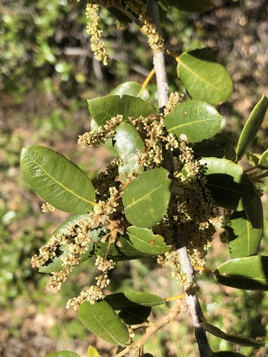 canyon live oak